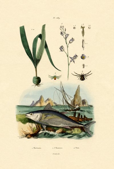 Krabbenspinne von French School